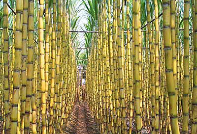 �������Y