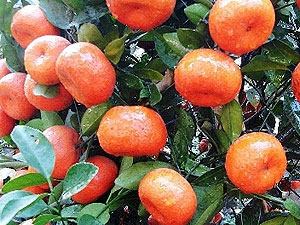 �������Y