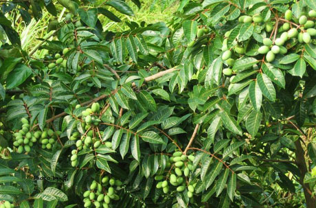 �������Y