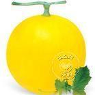 �������Y