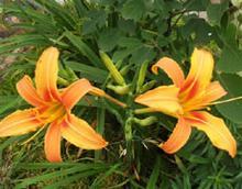 �������Y