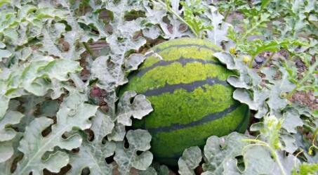 �������Y