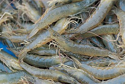 �������Y