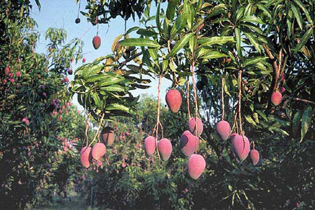 �������Y