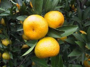 �������Y