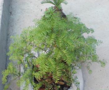 �������Y