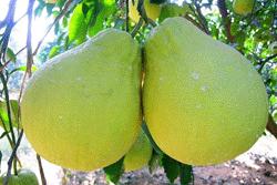 �������Y