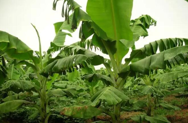 �������Y