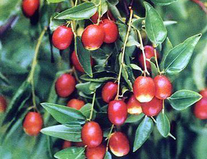 �������Y