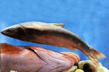 �������Y