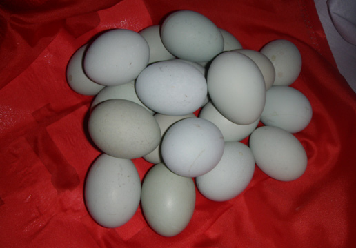 �������Y