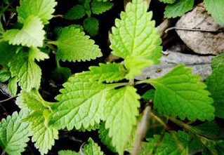 �������Y