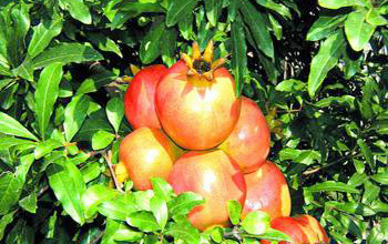 �������Y