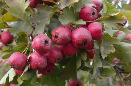 �������Y