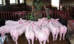 �������Y