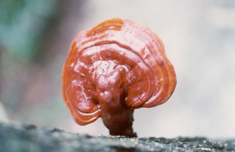 �������Y