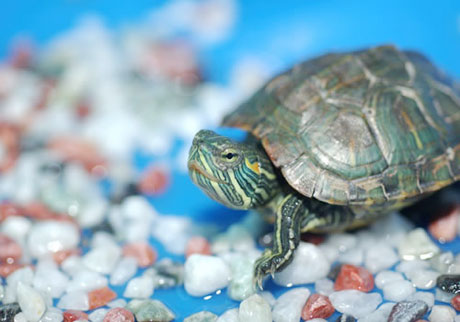 �������Y