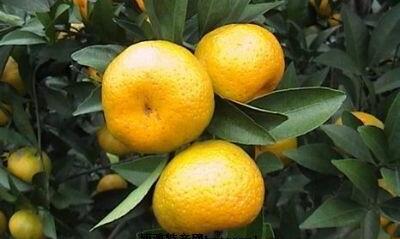 �������Y