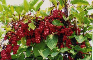 �������Y