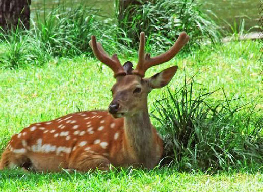 �������Y