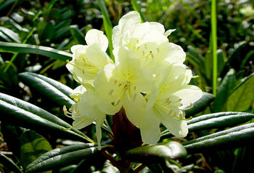 �������Y