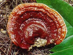 �������Y