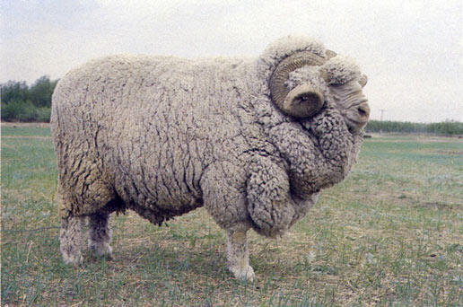 �������Y