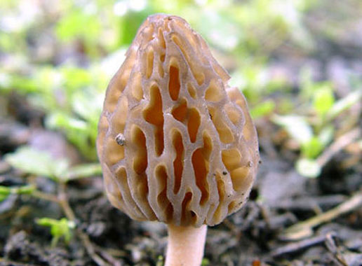 �������Y