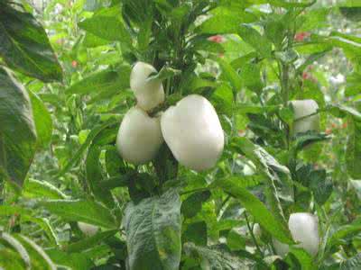 �������Y