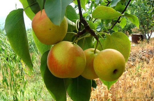 �������Y