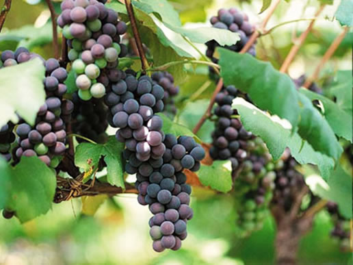 �������Y