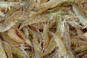 �������Y