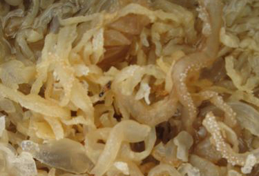 �������Y