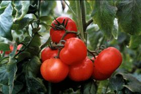 �������Y