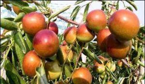 �������Y