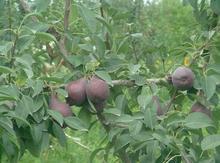 �������Y