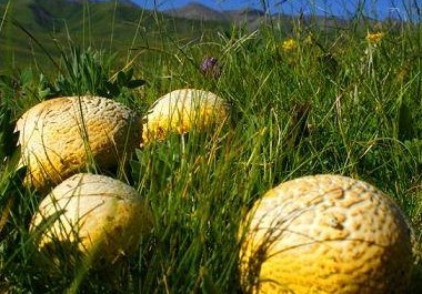 �������Y