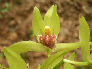 �������Y