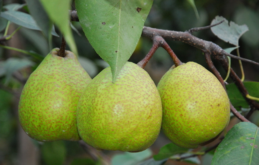 �������Y