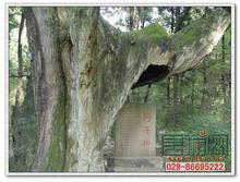 �������Y