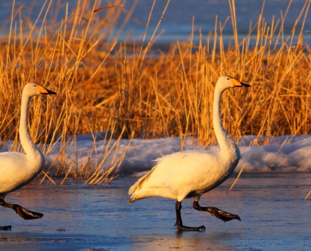 �������Y