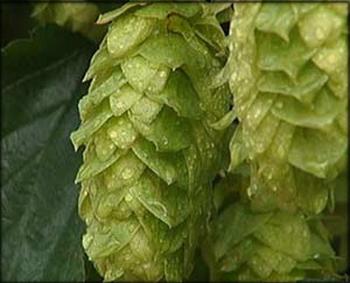 �������Y