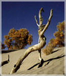 �������Y