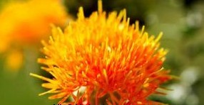 �������Y