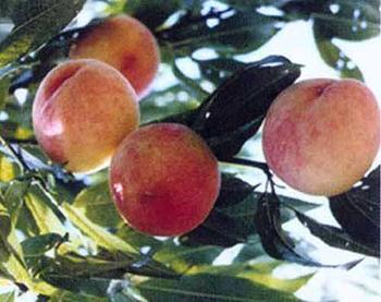 �������Y